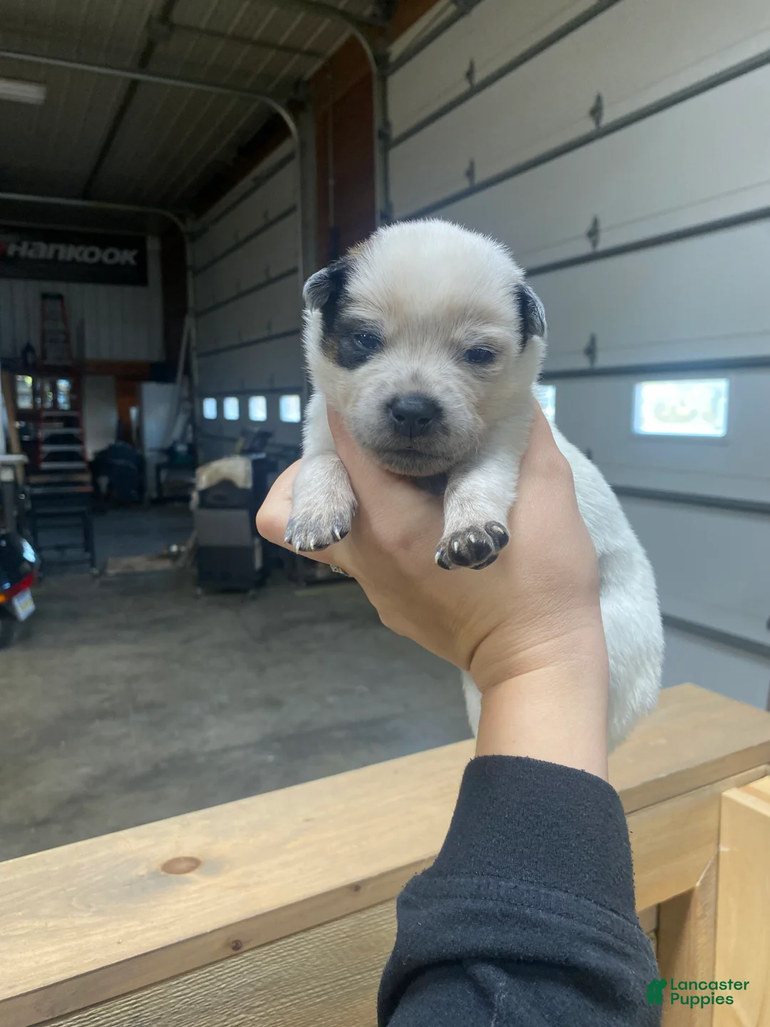 Australian Cattle Dog dogs for sale: Australian Cattle Dog 11 - Ad 1