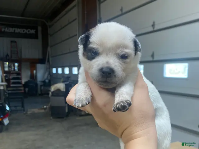 Australian Cattle Dog dogs for sale: Australian Cattle Dog 11 - Ad 12