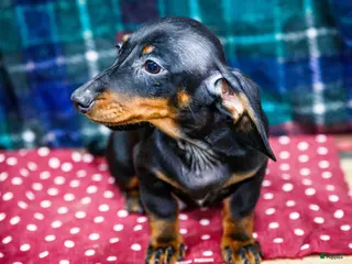 Miniature Dachshund dogs Yosef - Ad 35