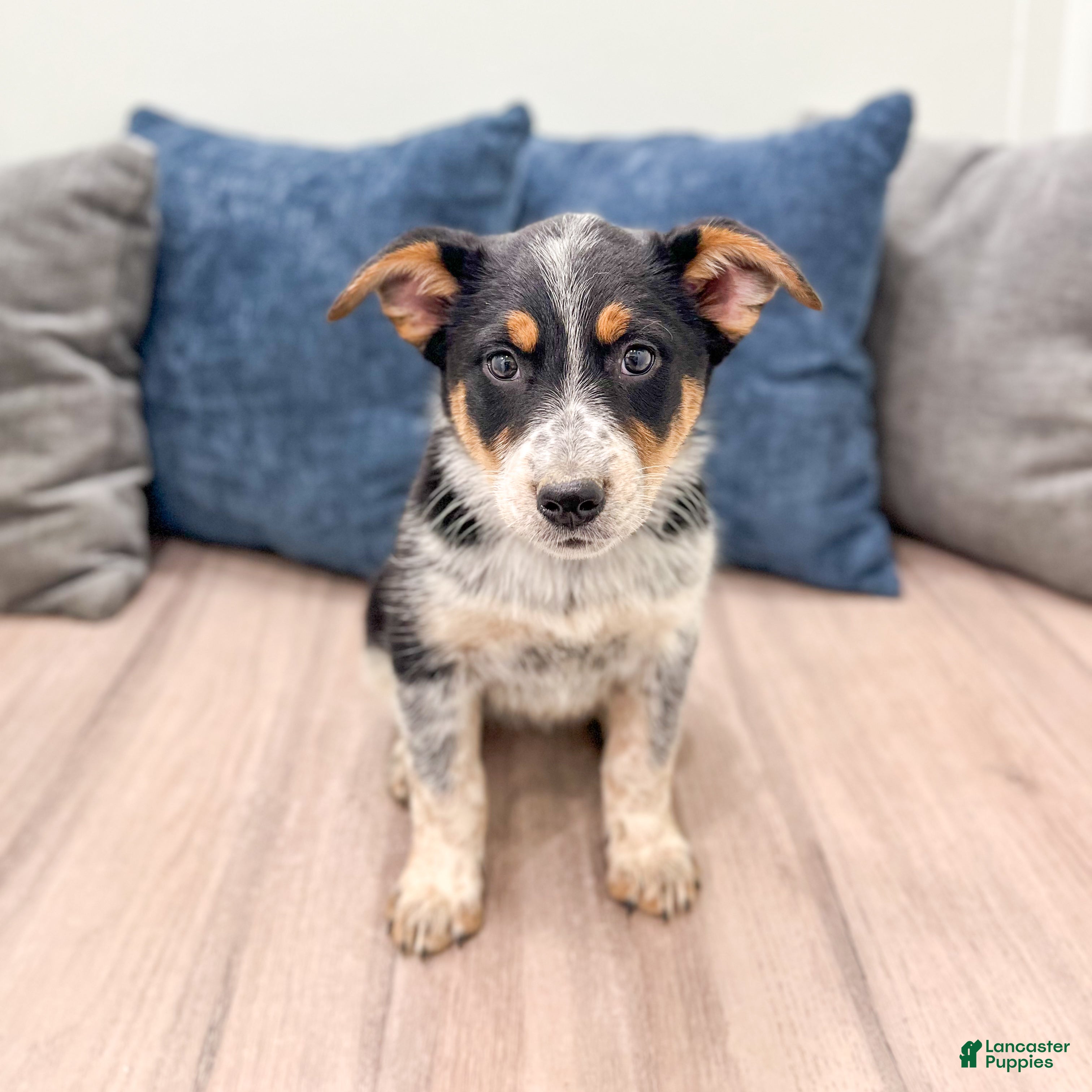 Australian Cattle Dog dogs for sale: Rory - Ad 1