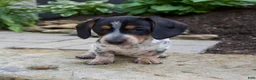 Miniature Dachshund dogs for sale: Glory - Ad 9