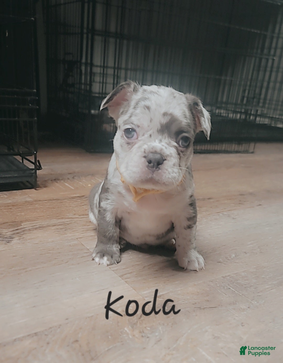 French Bulldog dogs Koda  - Ad 5