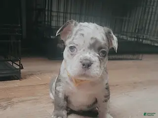 French Bulldog dogs Koda - Ad 5