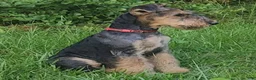 Airedale Terrier dogs for sale: Enchanted Airedales - Turquoise Girl - Ad 16