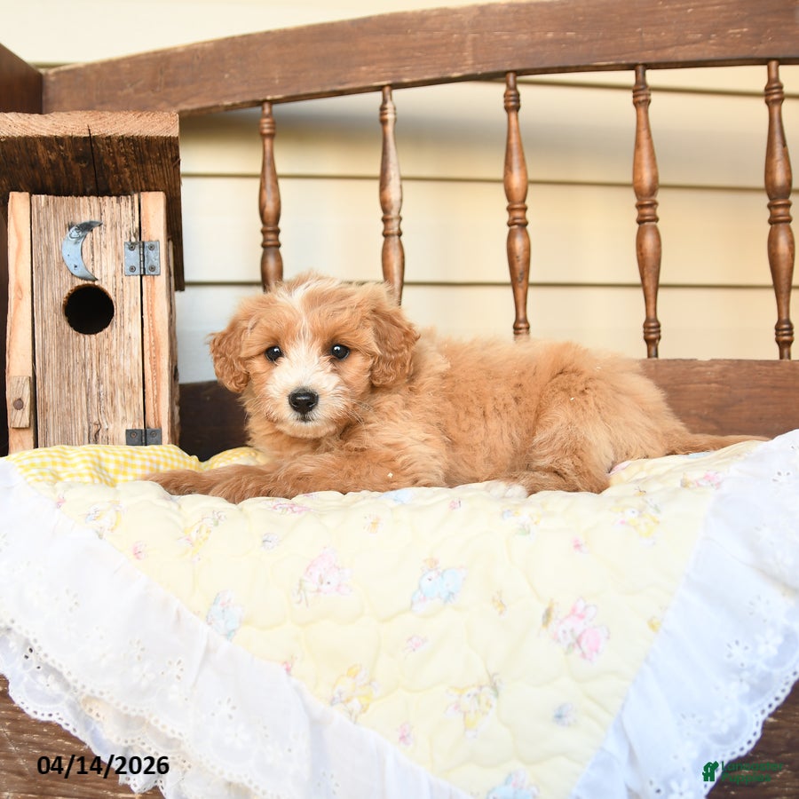 Mini Goldendoodle dogs Fauna - Ad 2