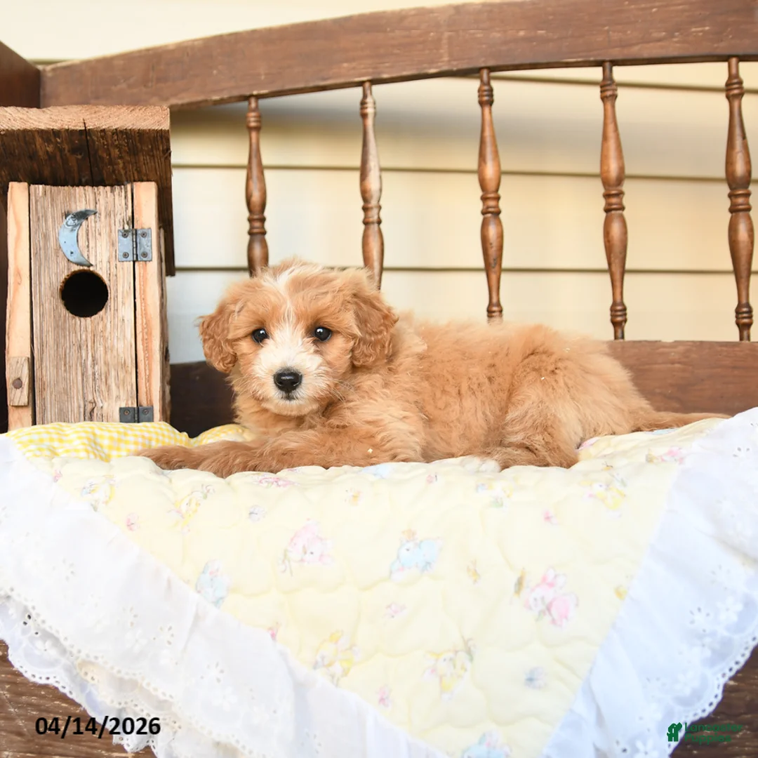 Mini Goldendoodle dogs for sale: Fauna - Ad 2