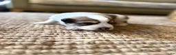 Mixed Breed dogs for sale: Moose  - Ad 5