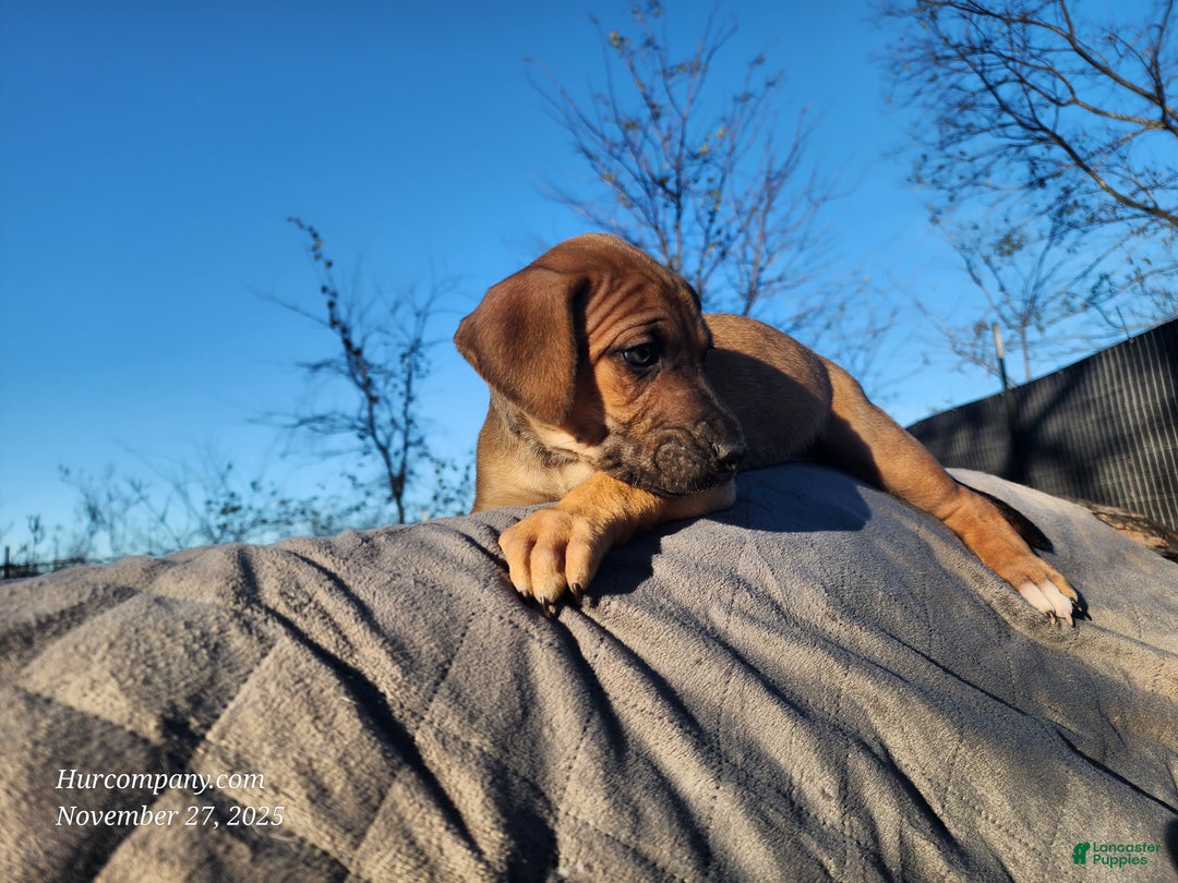 Catahoula Leopard Dog dogs for sale: Tala 2025 Female 2 - Ad 12