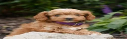 Cavapoo dogs for sale: Lily  - Ad 3
