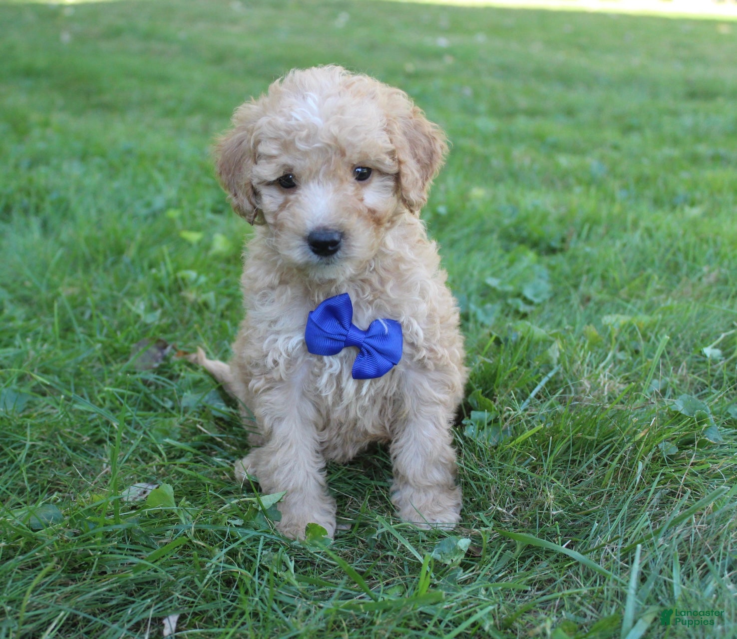 Mini Goldendoodle dogs for sale: Milo 💎 - Ad 1