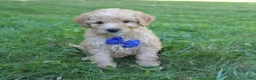 Mini Goldendoodle dogs for sale: Milo 💎 - Ad 5