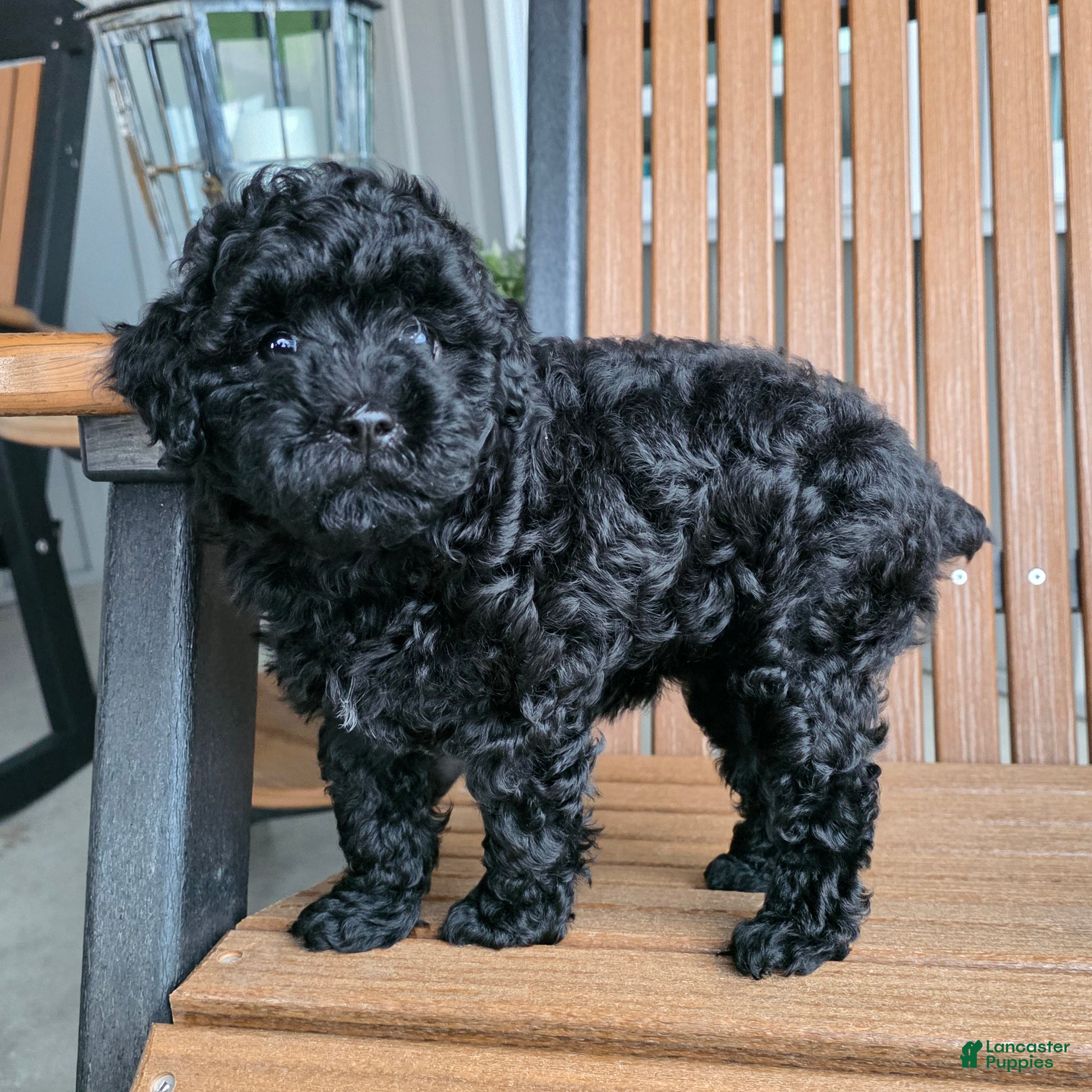 Miniature Poodle dogs Ruby - House raised House trained - Ad 2
