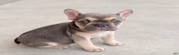 French Bulldog dogs for sale: ASHANTI - FAWN CHAMELEON in CALI, USA DELIVERY & FINANCING! - Ad 5