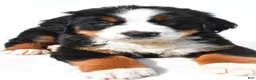 Bernese Mountain Dog dogs for sale: Buddy - Ad 7