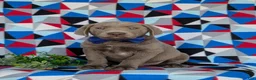 Labrador Retriever dogs for sale: Watkins - Ad 1