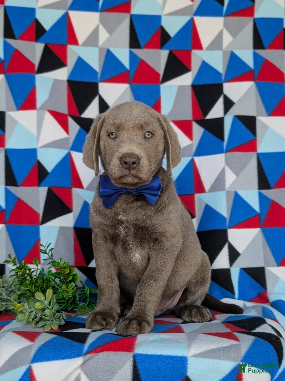 Labrador Retriever dogs for sale: Watkins - Ad 1