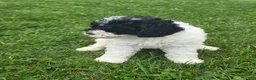 Cockapoo dogs for sale: Cockapoo Male 1 - Ad 3