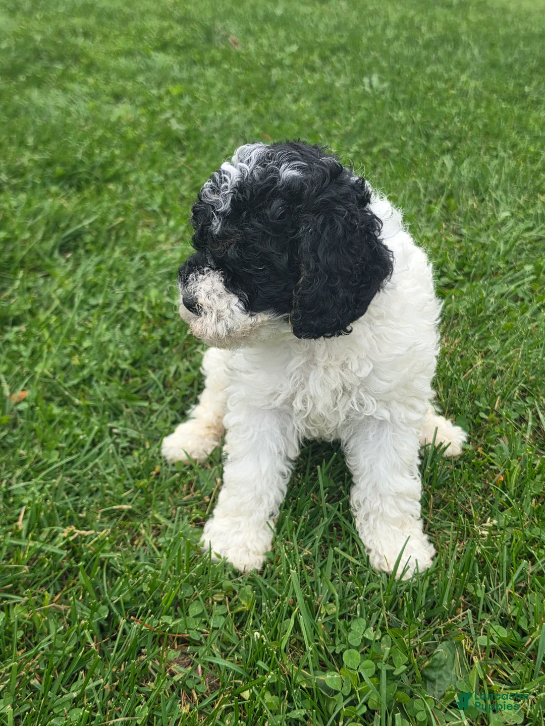 Cockapoo dogs for sale: Cockapoo Male 1 - Ad 3