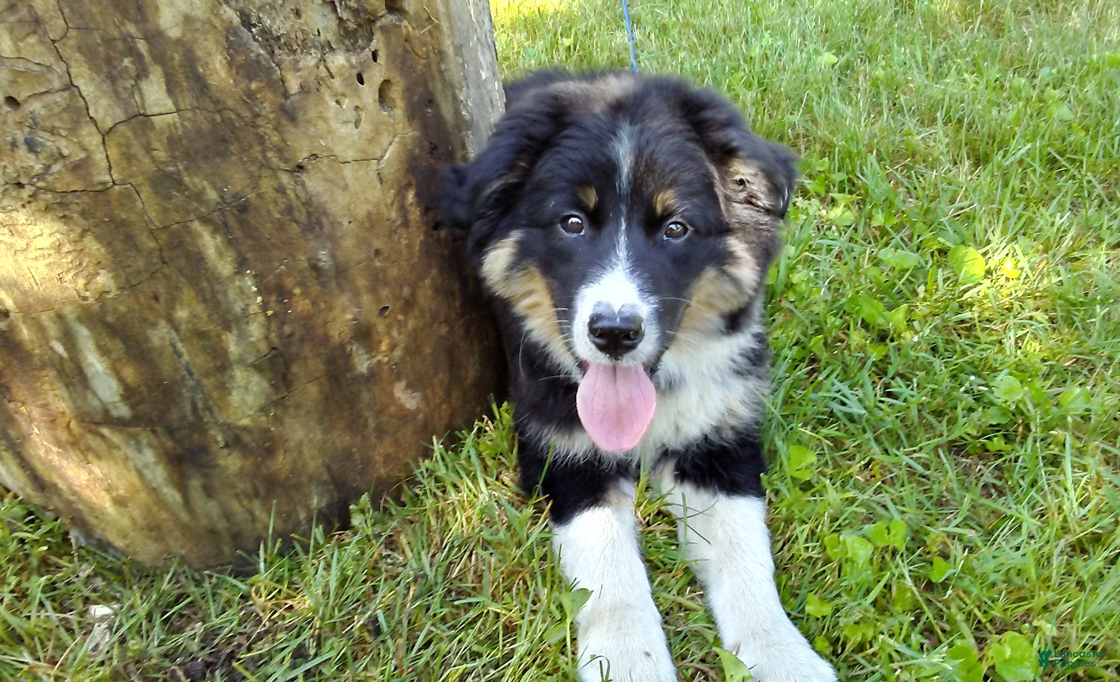 Australian Shepherd dogs Butchie - Ad 1