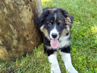 Australian Shepherd dogs for sale: Butchie - Ad 1