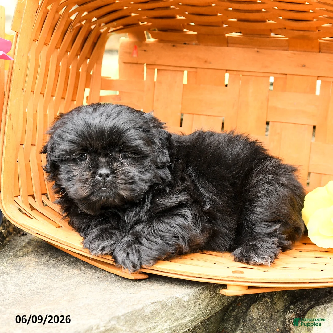 Shih Tzu dogs for sale: Charlie - Ad 3