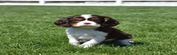 Cavalier King Charles Spaniel dogs for sale: Harley Davidson - Ad 6