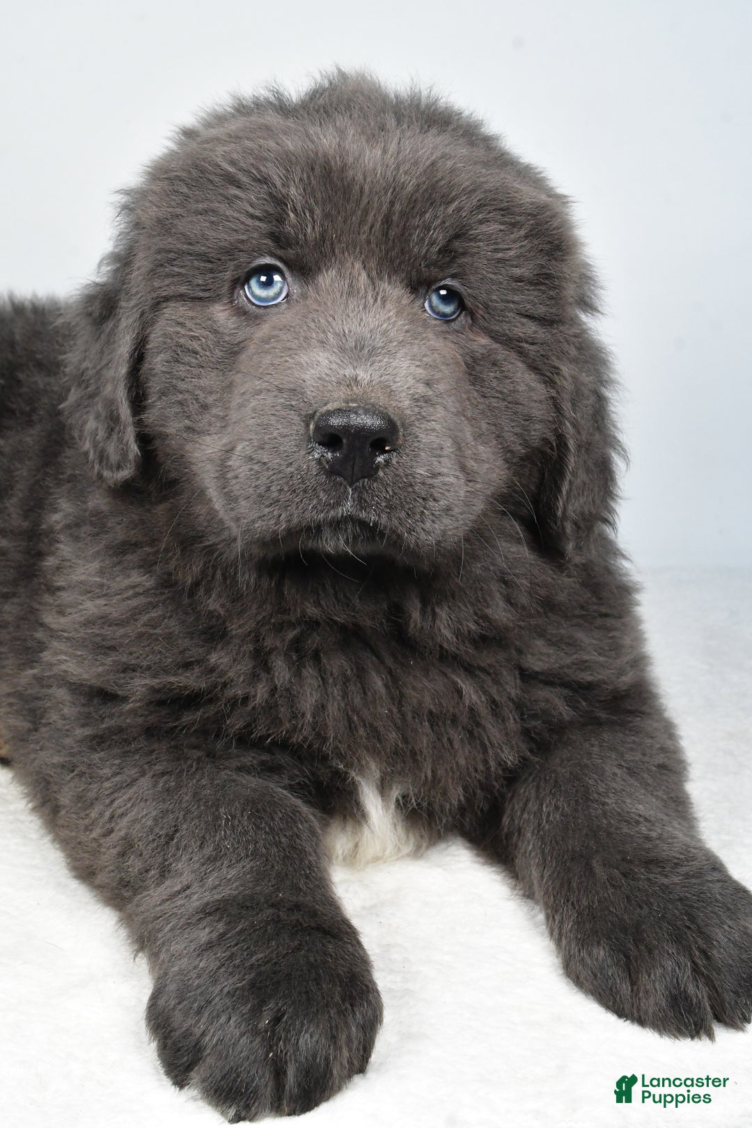 Newfoundland dogs for sale: Bruno - Ad 8