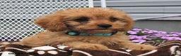 Cavapoo dogs for sale: Curtis - Ad 3
