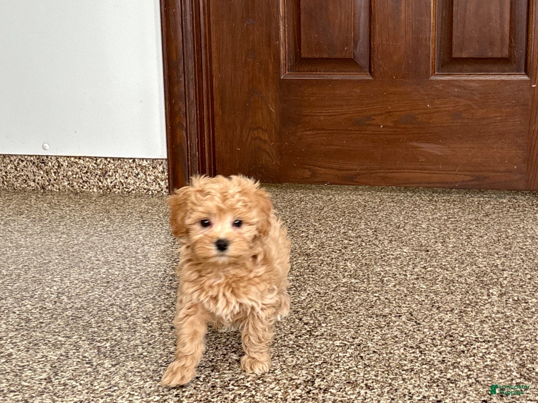 Maltipoo dogs for sale: Terry - Ad 9