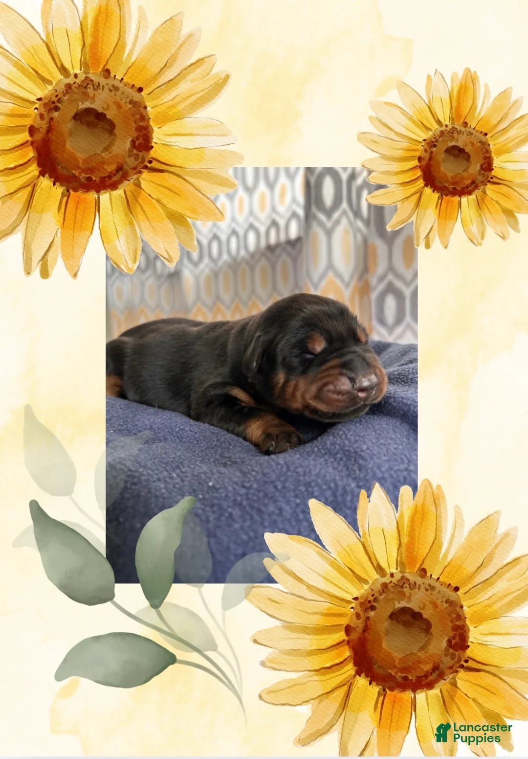 Doberman Pinscher dogs for sale: Doberman Pinscher 2 - Ad 1