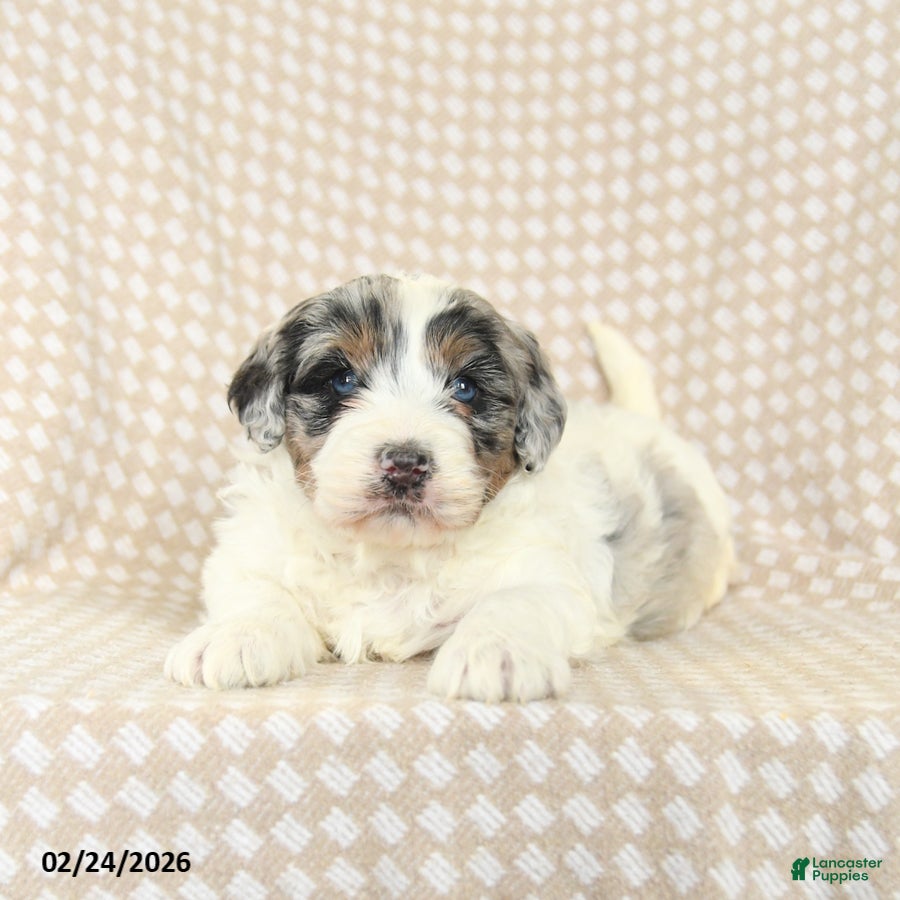 Mini Bernedoodle dogs Teddy - Ad 1