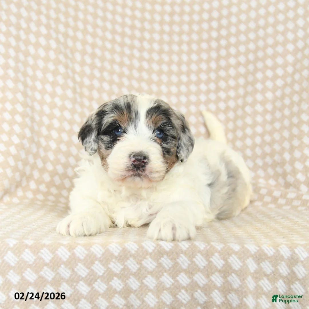 Mini Bernedoodle dogs for sale: Teddy - Ad 1