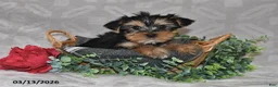 Yorkshire Terrier dogs for sale: Blake - Ad 5