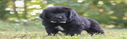 Newfoundland dogs for sale: Jimmy - Ad 4