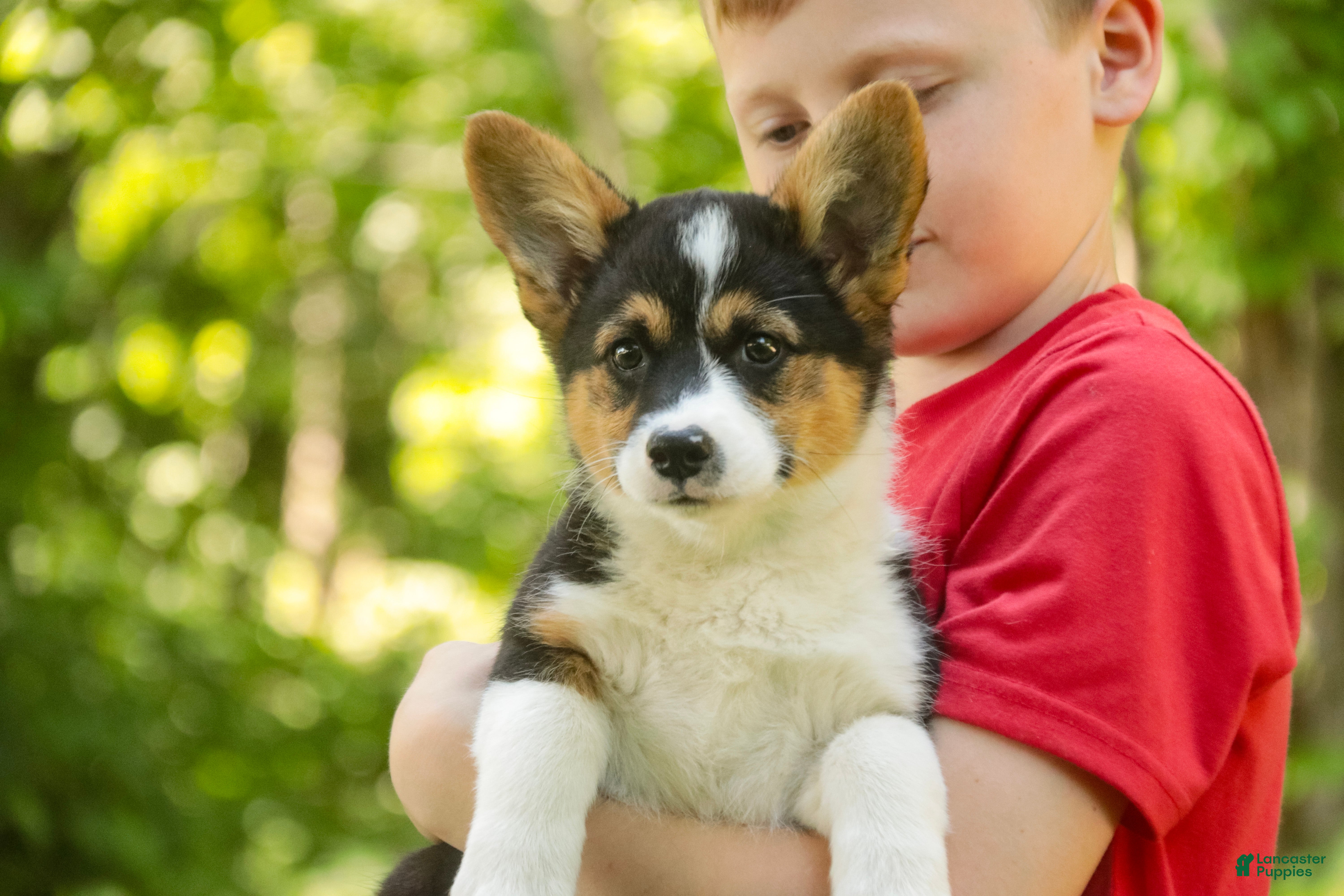 Welsh Corgi Pembroke dogs Genevieve - Ad 2
