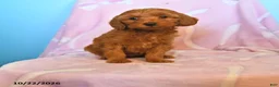 Mini Goldendoodle dogs for sale: Lippy - Ad 1