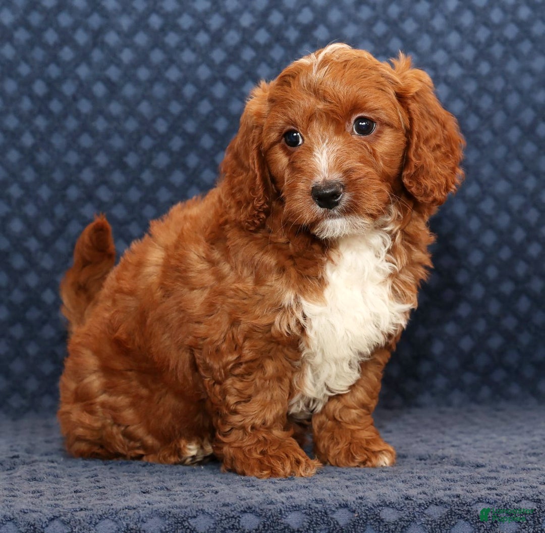 Mini Goldendoodle dogs for sale: Dolly - Ad 4