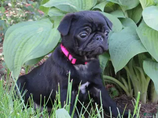 Pug dogs for sale: Pixie - Ad 3