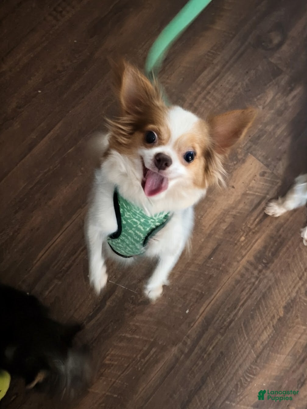 Chihuahua dogs Chihuahua Puppy 1 - Ad 15