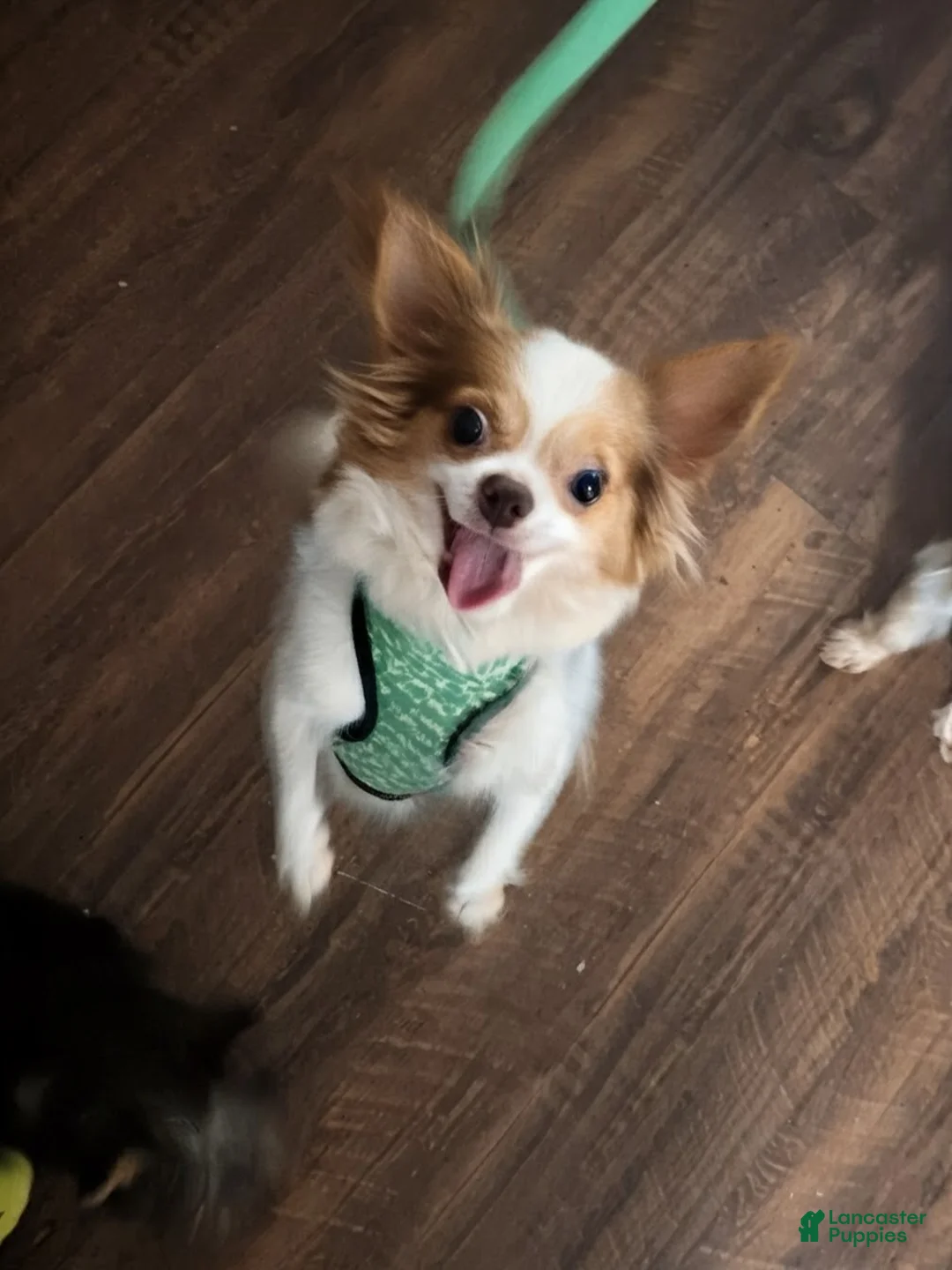 Chihuahua dogs for sale: Chihuahua Puppy 1 - Ad 1