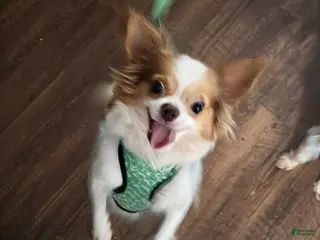 Chihuahua dogs Chihuahua Puppy 1 - Ad 15