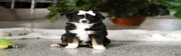 Miniature Australian Shepherd dogs for sale: Twila - Ad 1