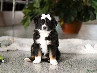 Miniature Australian Shepherd dogs for sale: Twila - Ad 3