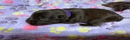 Miniature Schnauzer dogs for sale: Miniature Schnauzer 2 - Ad 6