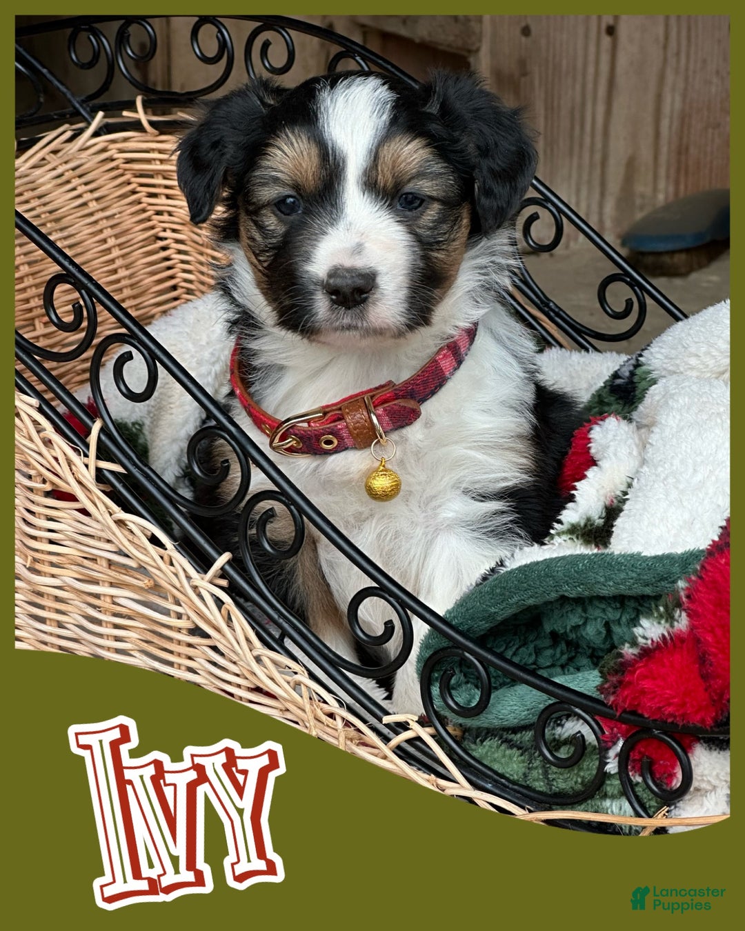Miniature Australian Shepherd dogs for sale: Ivy - Ad 2