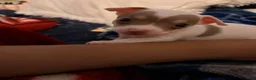 Chihuahua dogs for sale: Casper - Ad 10