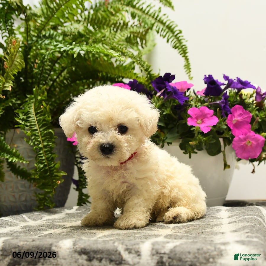 Bichon Frise dogs Bubba - Ad 1