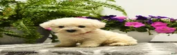 Bichon Frise dogs for sale: Bubba - Ad 1