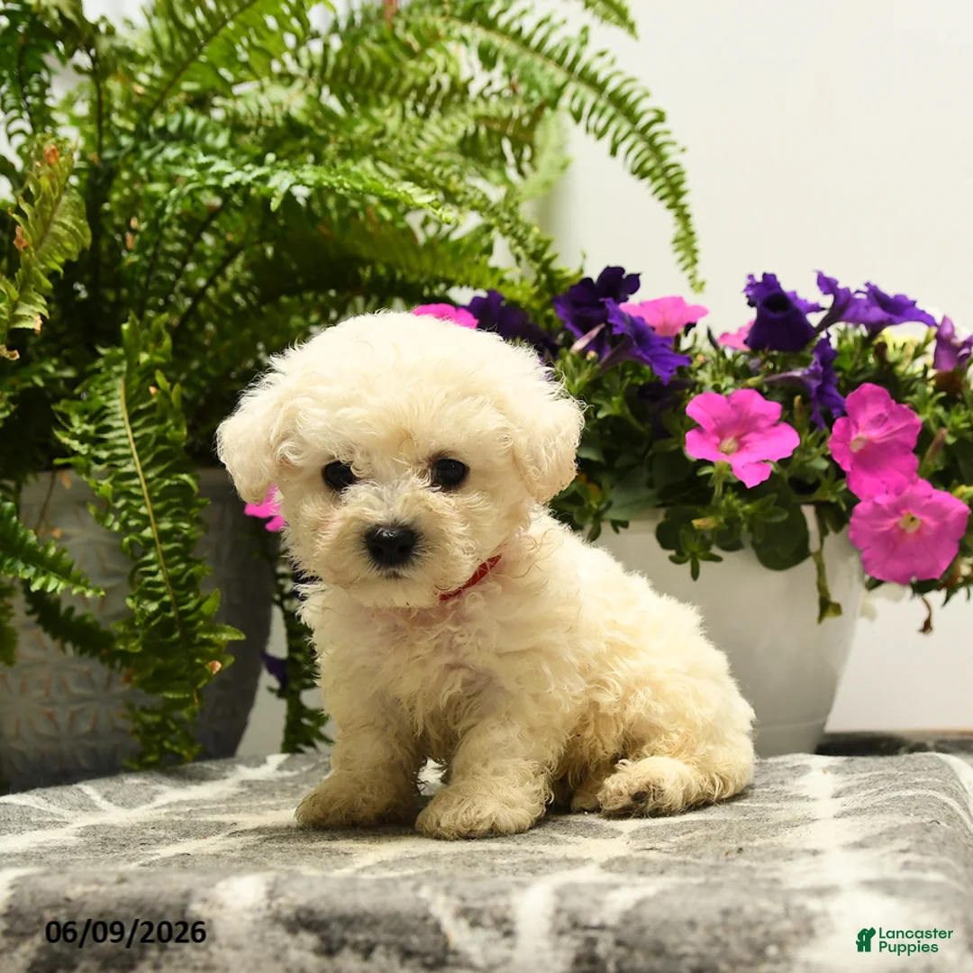 Bichon Frise dogs for sale: Bubba - Ad 1