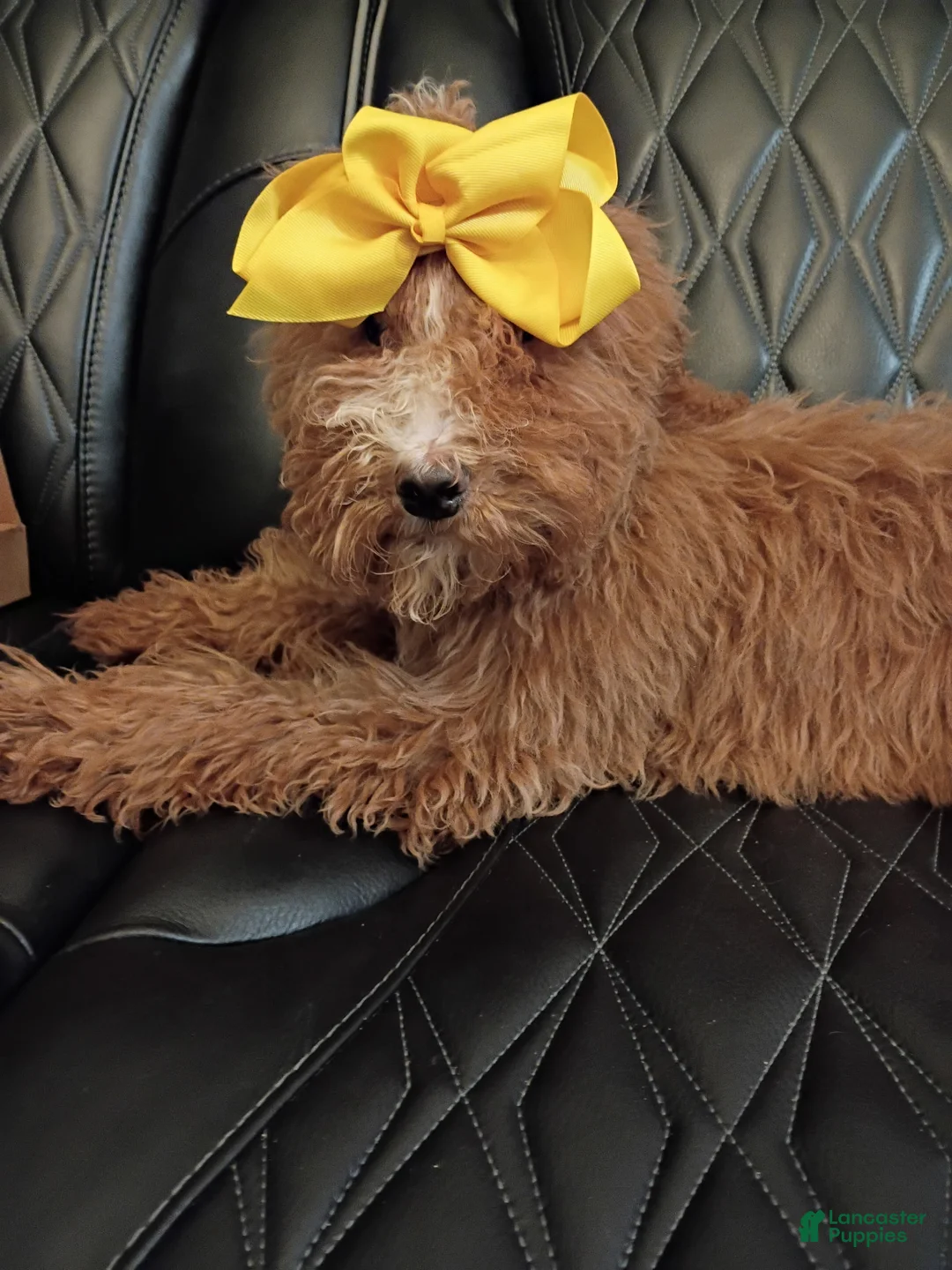 Standard Poodle dogs for sale: Standard Poodle Puppy 2 - Ad 1